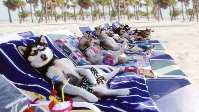 background Snow Dogs