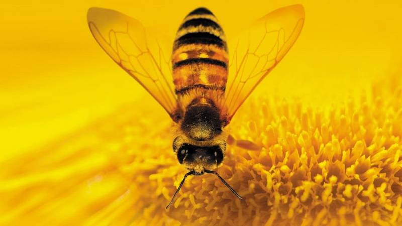 background More Than Honey