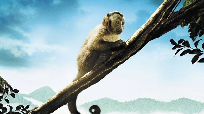 background Amazonia