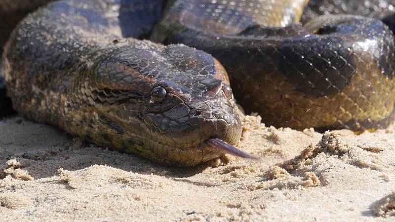 background Anaconda: Silent Killer