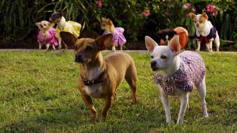 background Beverly Hills Chihuahua 2