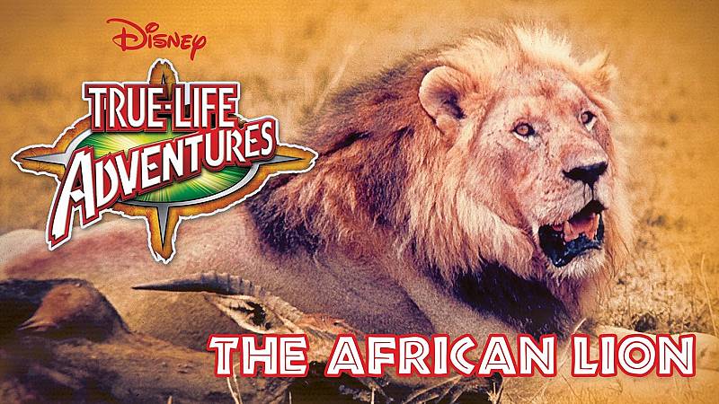 background The African Lion