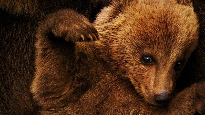 background Bears (NL)