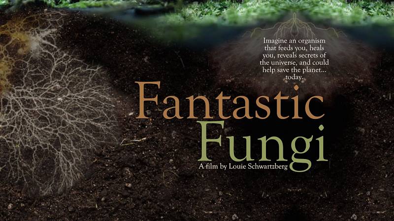 background Fantastic Fungi