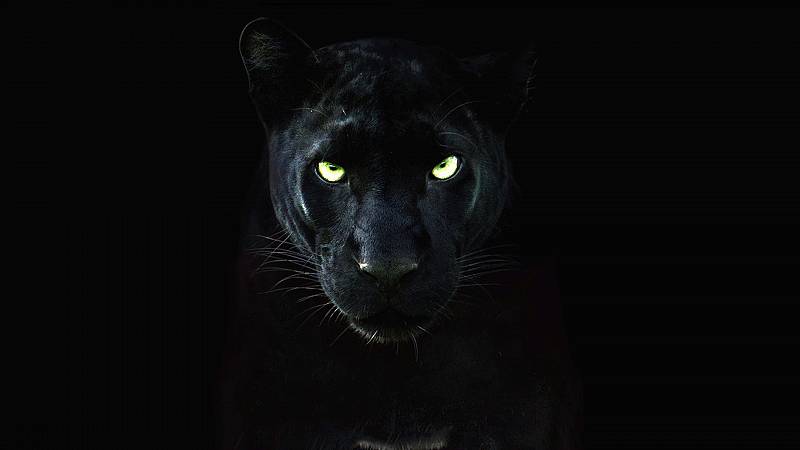background The Real Black Panther