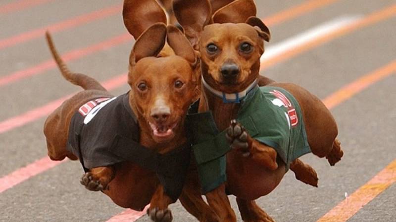 background Wiener Dog Nationals