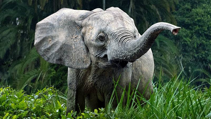 background Secrets of the Elephants
