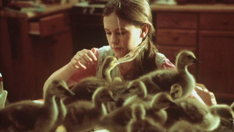 background Fly Away Home