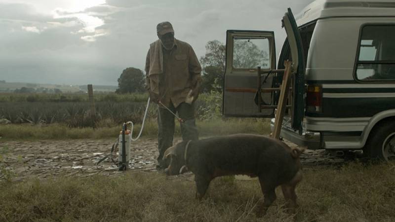 background Mr. Pig