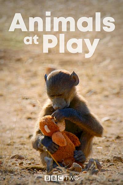 Animals At Play
